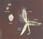   Floret with lemma and palea, one glume, pedicel, ovary and 3 anthers